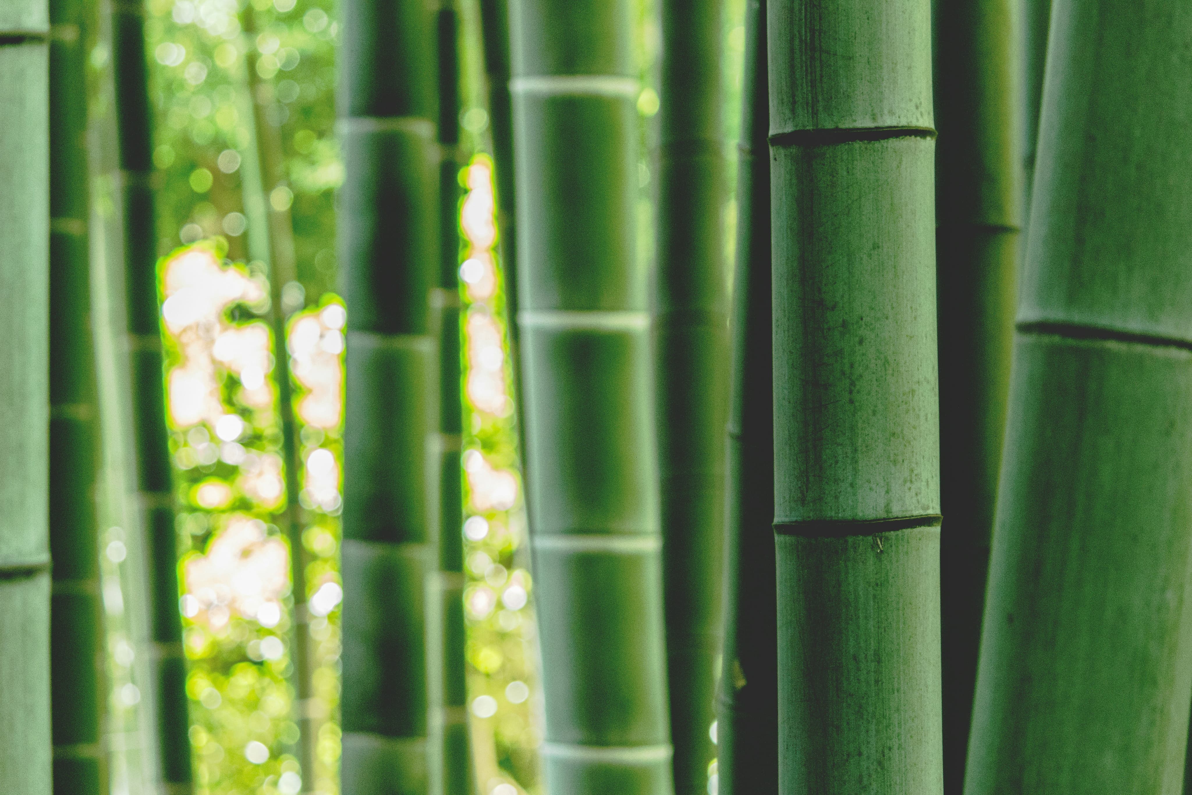 Bamboo 
A Gift for a Sustainable Future
