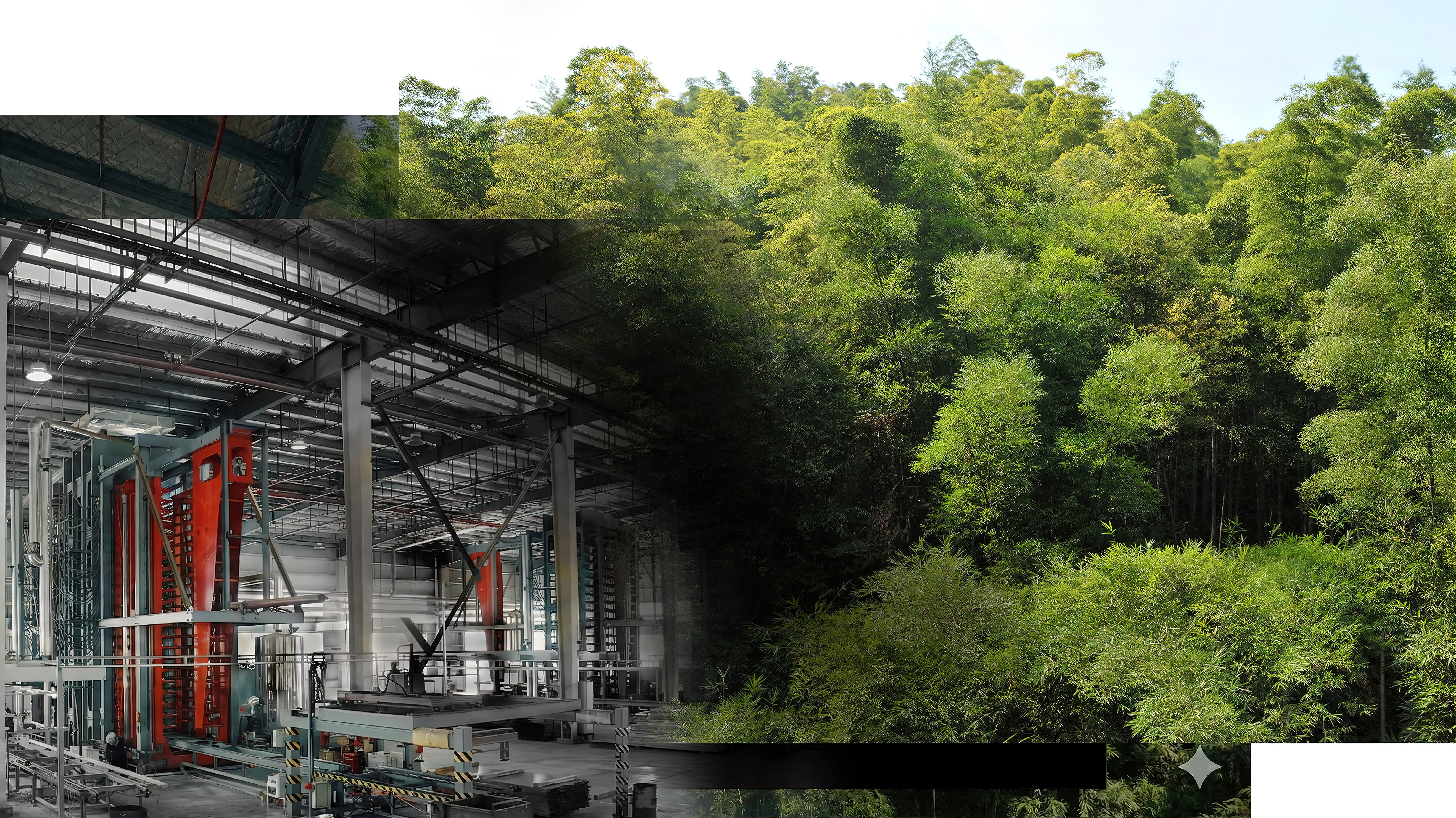 dasso Bamboo
Since 1993